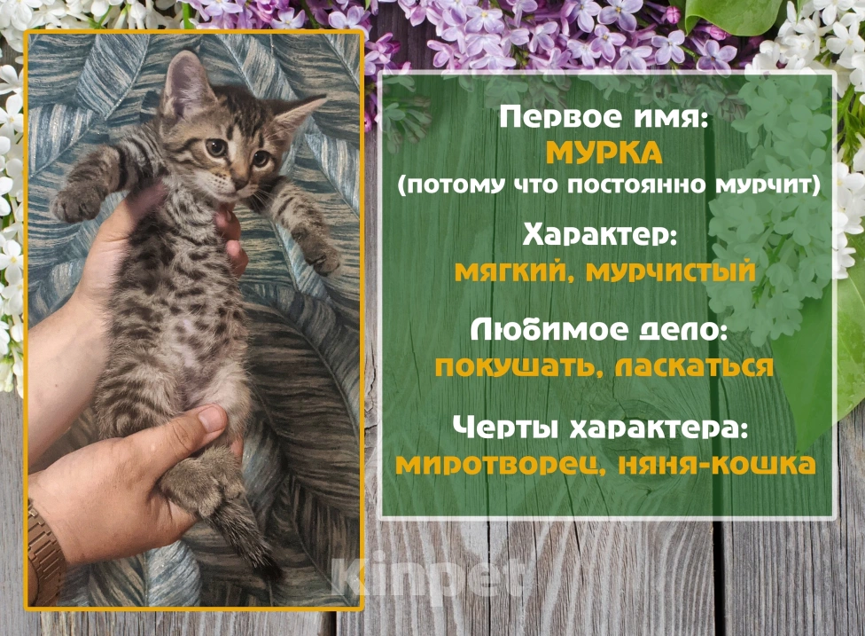 Кошки в Санкт-Петербурге: Добрая кошка Мурка Девочка, 1 руб. - фото 1