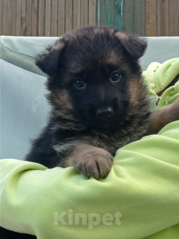 Собаки в Москве: Шикарный мальчик немецкой овчарки.  Мальчик, 30 000 руб. - фото 2