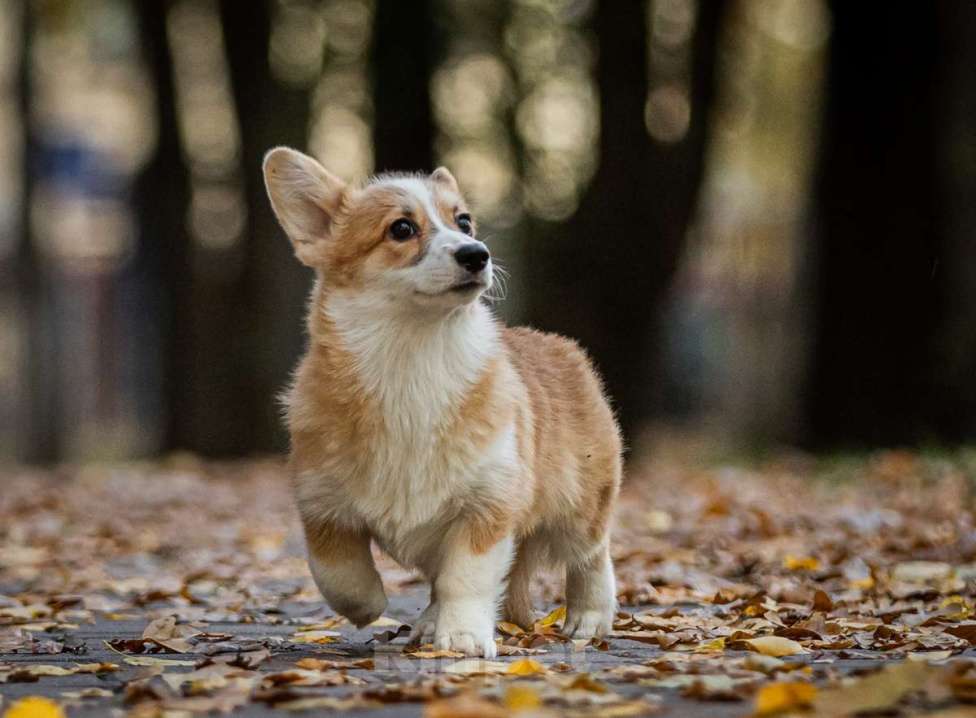 Собаки в Москве: Вельш корги пемброк, девочка Девочка, 70 000 руб. - фото 6