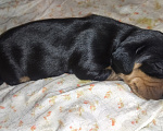 Собаки в Иваново: Такса стандартная гладкошерстная. РКФ Девочка, 35 000 руб. - фото 1