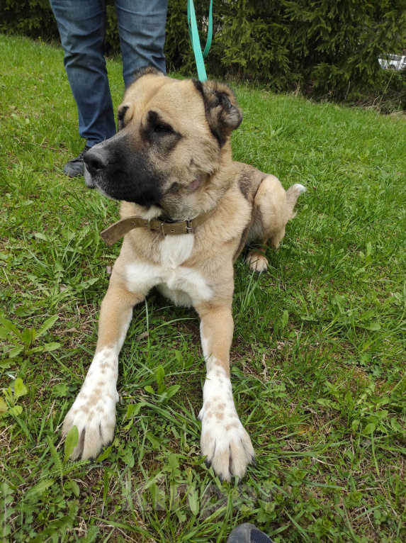 Собаки в Москве: Найда Девочка, Бесплатно - фото 5