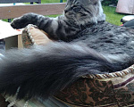 Кошки в Москве: Потерялся кот породы Мейн-Кун Мальчик, 5 000 руб. - фото 1