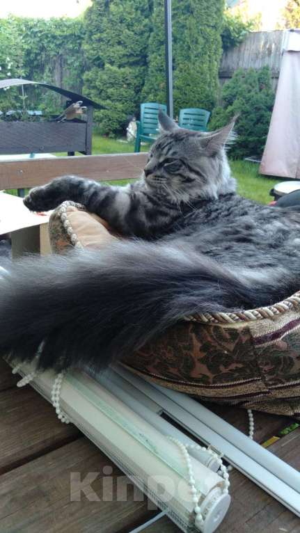 Кошки в Москве: Потерялся кот породы Мейн-Кун Мальчик, 5 000 руб. - фото 1