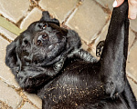 Собаки в Ногинске: Маруся-Юся идеальная собака Девочка, Бесплатно - фото 7