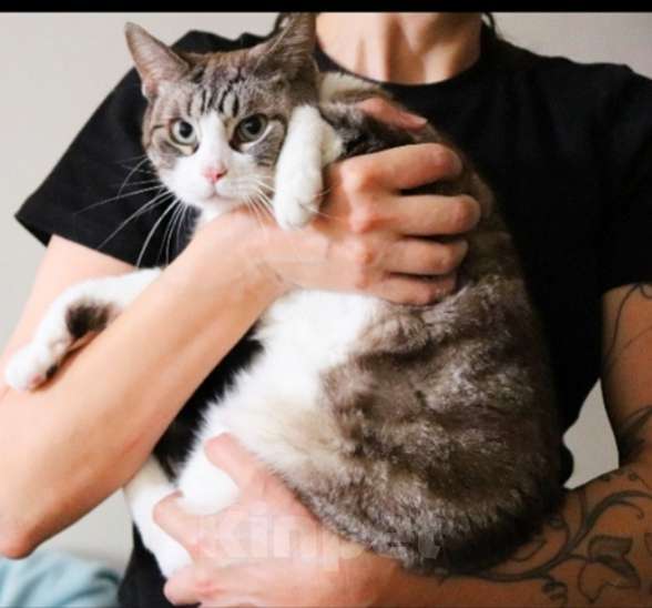 Кошки в Санкт-Петербурге: Кошечка Рикки в поисках дома Девочка, Бесплатно - фото 3