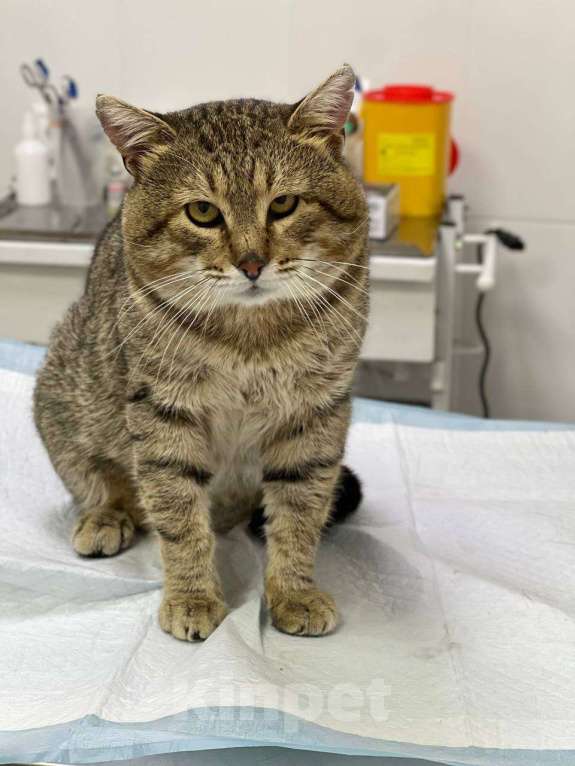 Кошки в Москве: Крутой кот Шурик в добрые руки Мальчик, Бесплатно - фото 2