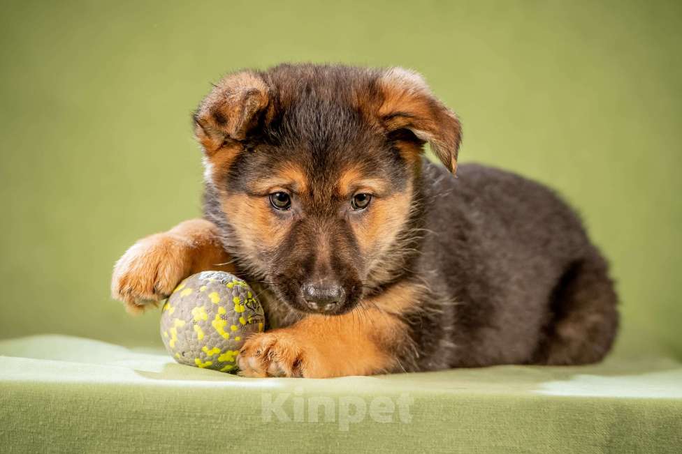 Собаки в Клине: Фундук - славный щенок Мальчик, Бесплатно - фото 9