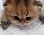 Кошки в Череповце: Сладкий мальчишка в любимцы или в разведение Мальчик, 70 000 руб. - фото 1