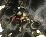 Собаки в Химках: Вязка такса, 1 000 руб. - фото 3