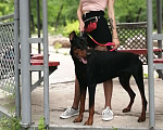 Собаки в Хабаровске: Вязка , 1 руб. - фото 3