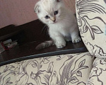 Кошки в Мичуринске: Котята, 8 000 руб. - фото 7