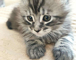 Кошки в Собинке: Мейн-кун котята, 12 000 руб. - фото 3