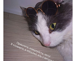 Кошки в Москве: Кот на удачу Мальчик, 1 000 руб. - фото 1