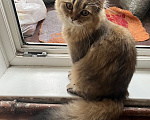 Кошки в Екатеринбурге: Котик Карл Мальчик, Бесплатно - фото 10