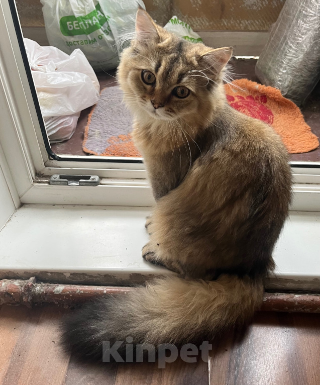 Кошки в Екатеринбурге: Котик Карл Мальчик, Бесплатно - фото 10