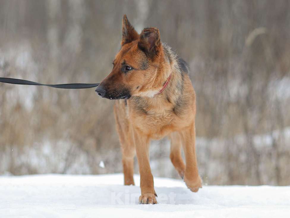 Собаки в Москве: Акулина, ласковая овчарка Девочка, Бесплатно - фото 3