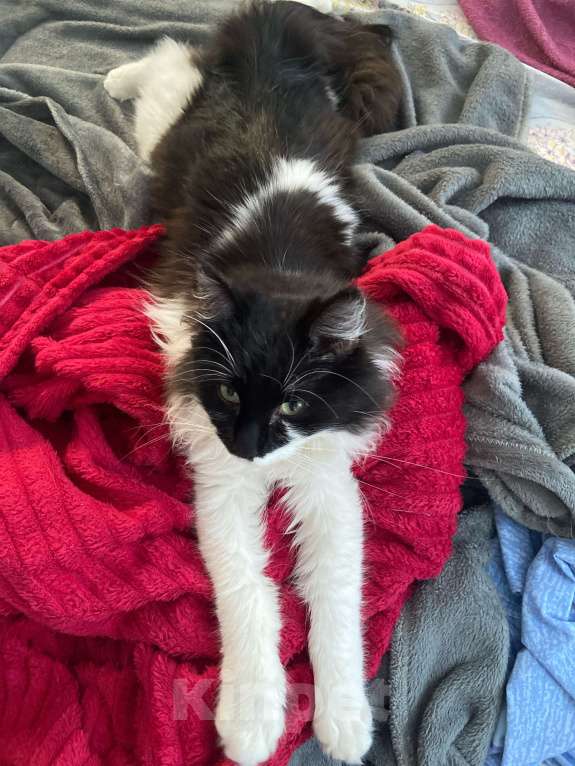 Кошки в Анапе: Пропал кот Мальчик, Бесплатно - фото 3