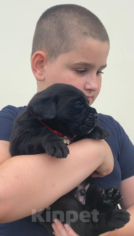 Собаки в Москве: Малыши Кане Корсо Разнополые, 100 000 руб. - фото 1