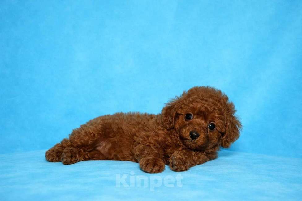 Собаки в Москве: Тикап тедди пудель девочка Девочка, 120 000 руб. - фото 2