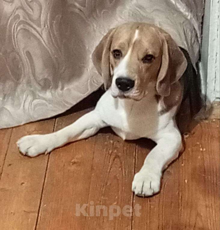 Собаки в Екатеринбурге: Бигль Мальчик, 60 000 руб. - фото 4