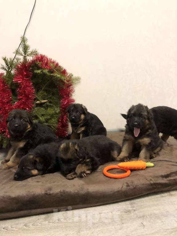 Собаки в Казани: Щенки немецкой овчарки  Мальчик, Бесплатно - фото 2