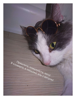 Объявление: Кот на удачу, 1 000 руб., Москва