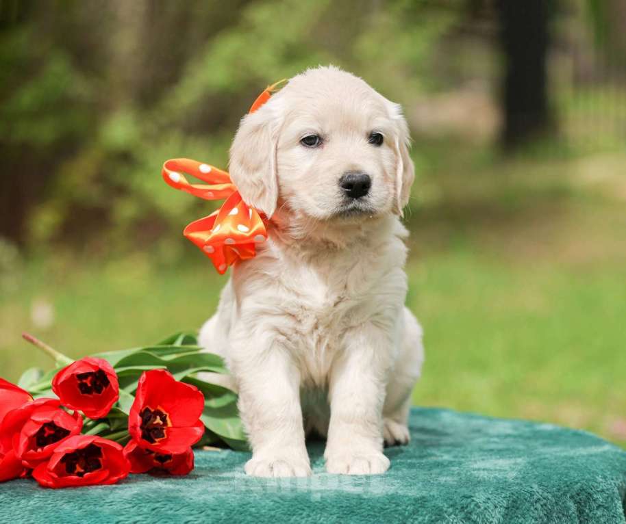 Собаки в Нижнем Новгороде: Щенок золотистого оетривера Девочка, 60 000 руб. - фото 3