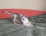 Кошки в Тюмени: Абиссинские котята серебро к Новому году  Мальчик, Бесплатно - фото 2