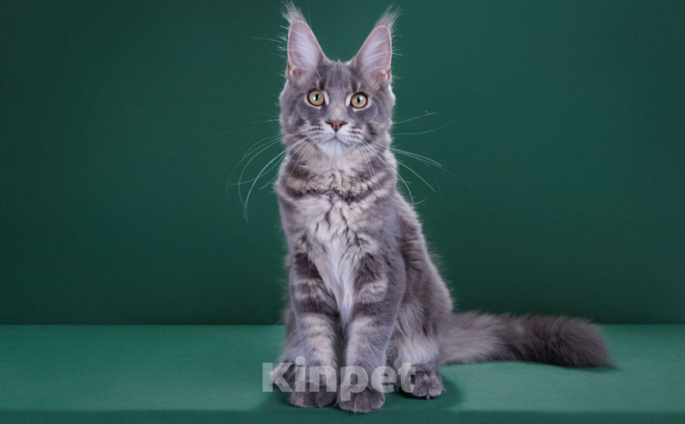 Кошки в Красногорске: Котенок мейн кун Мальчик, 45 000 руб. - фото 5