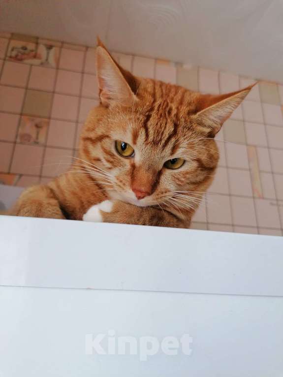 Кошки в других городах Московской области: Кот Кузя ищет дом!  Мальчик, Бесплатно - фото 3