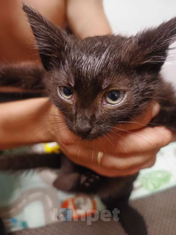 Кошки в Клине: Черная красавица Девочка, Бесплатно - фото 4