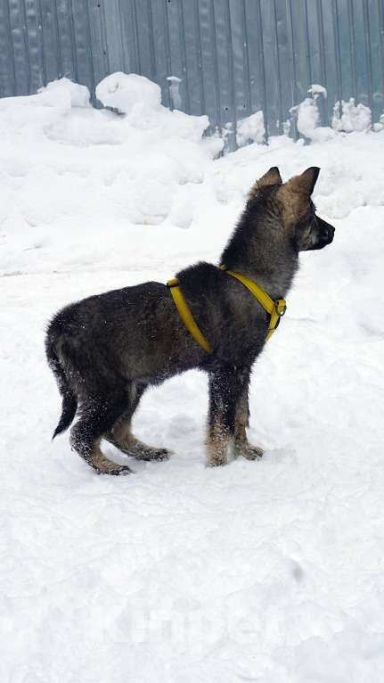 Собаки в Ногинске: Вегас Мальчик, Бесплатно - фото 4