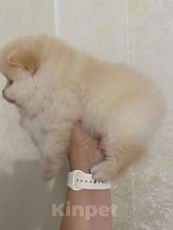 Собаки в Екатеринбурге: шпицемишки Девочка, 65 000 руб. - фото 3