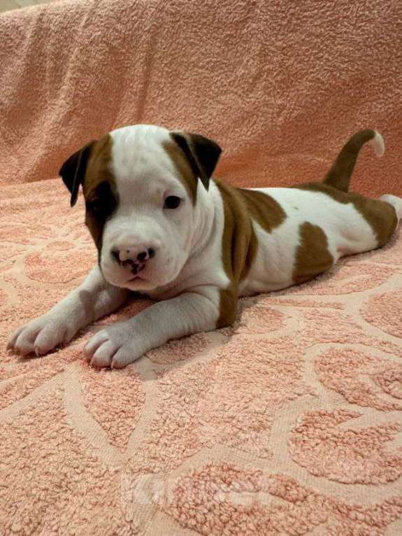 Собаки в Саратове: Щенки от титулованных родителей Девочка, 50 000 руб. - фото 4