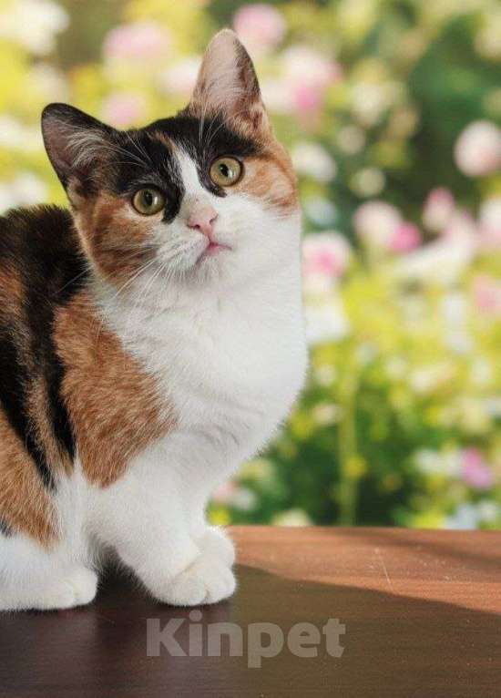 Кошки в Люберцах: Ищет дом ласковая малышка Бусенька Девочка, Бесплатно - фото 1