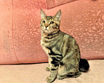Кошки в Фрязино: Котята Курильский бобтейл кошечки Девочка, 12 000 руб. - фото 3