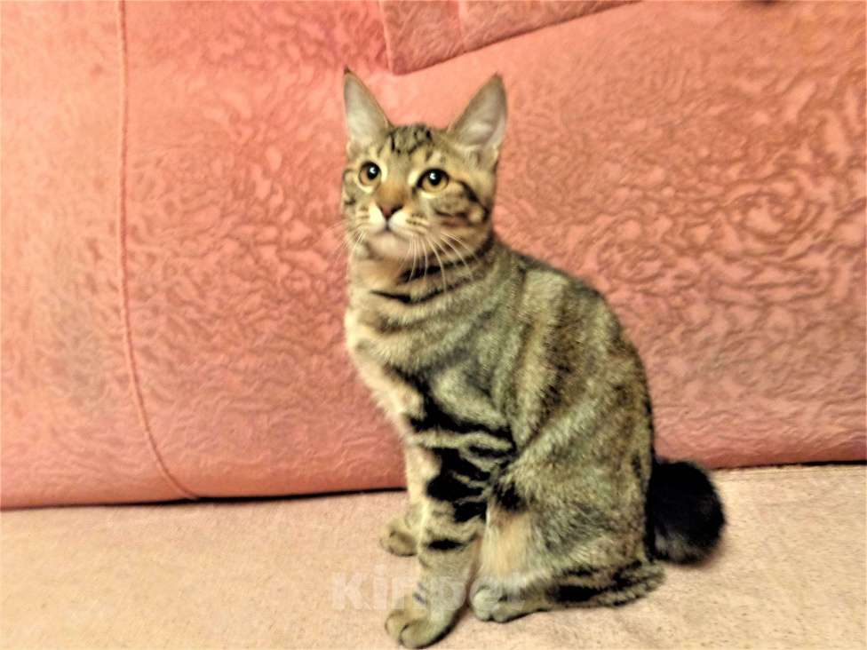 Маленькие кошки которые не растут. Трехцветный котенок. Кошки фрязино. Европейская кошка. Кошки фрязино.