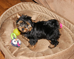 Собаки в Москве: Йоркширский терьер, щенок девочка Девочка, 60 000 руб. - фото 1
