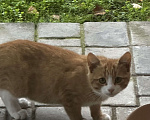 Кошки в Звенигороде: Котята ищут дом Мальчик, Бесплатно - фото 3