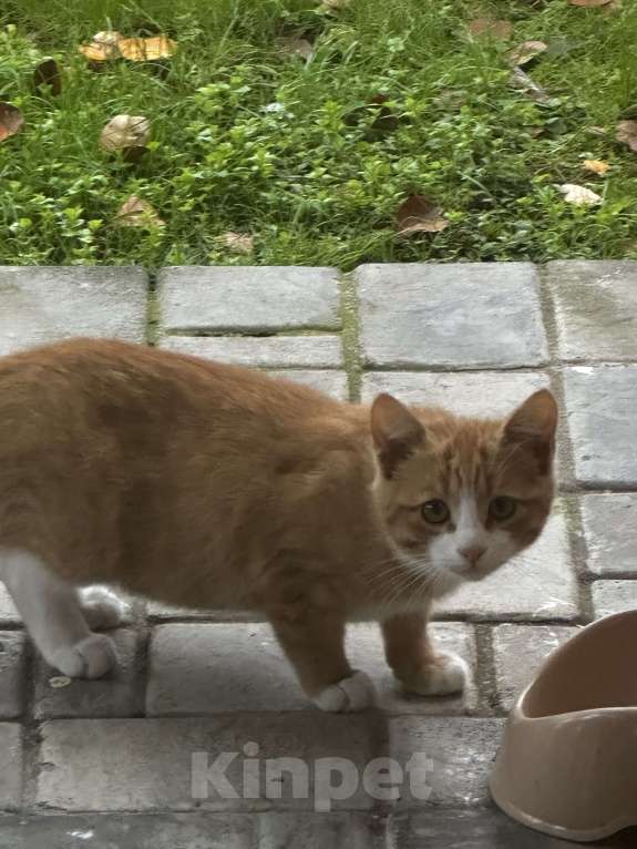 Кошки в Звенигороде: Котята ищут дом Мальчик, Бесплатно - фото 3