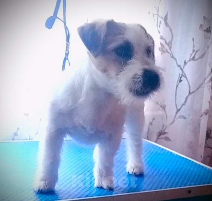 Собаки в других городах Краснодарского края: Мальчик Джек Рассел терьер Мальчик, 25 000 руб. - фото 7