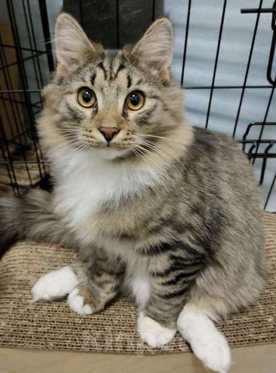 Кошки в Москве: Молодой ласковый кот Алекс в дар хорошим людям Мальчик, Бесплатно - фото 3