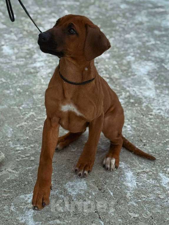 Собаки в других городах Московской области: Малышка Единственная в помете  Девочка, 110 000 руб. - фото 3