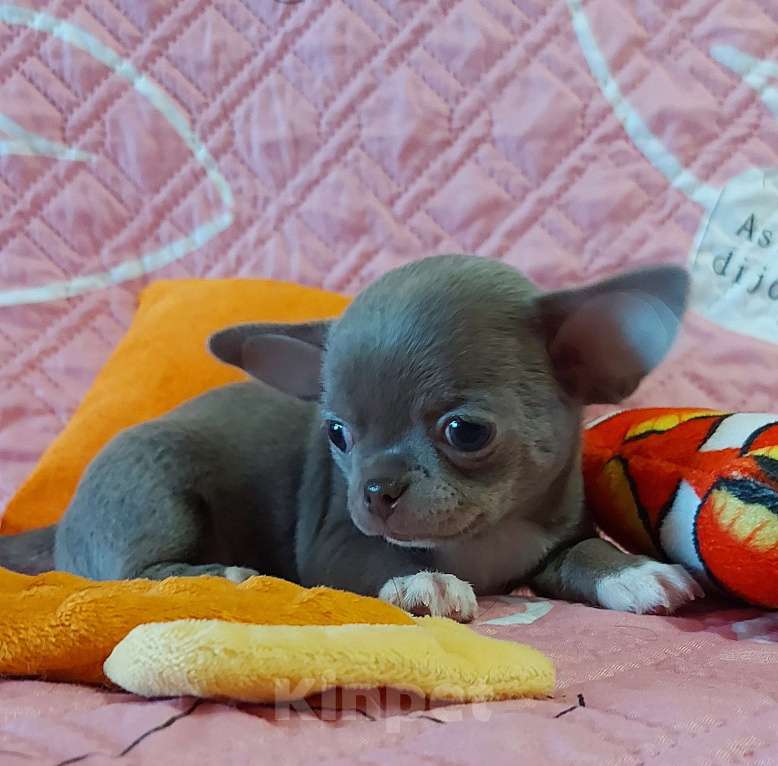 Собаки в Новосибирске: Девочка Чихуахуа Девочка, Бесплатно - фото 1