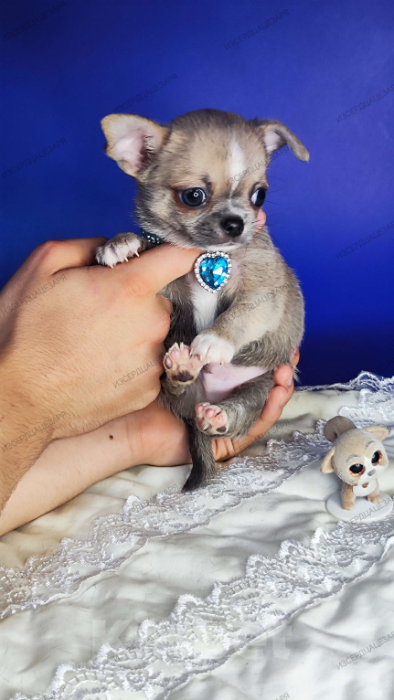 Собаки в Москве: Супер кукольный малыш Мальчик, 50 000 руб. - фото 5