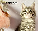 Кошки в Санкт-Петербурге: Котенок Мейн Кун девочка  Девочка, 45 000 руб. - фото 4