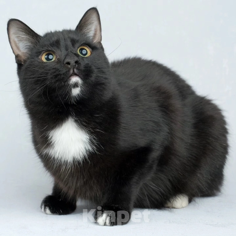 Кошки в Москве: Котик Пират никому не нужен Мальчик, Бесплатно - фото 2