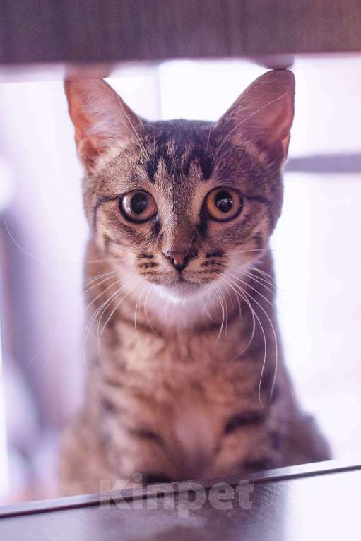 Кошки в Москве: Самая любопытная кошка в мире. Леона ищет дом Девочка, Бесплатно - фото 4