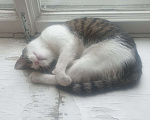 Кошки в Санкт-Петербурге: Милая кошечка ищет новый дом Девочка, Бесплатно - фото 4