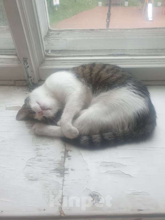 Кошки в Санкт-Петербурге: Милая кошечка ищет новый дом Девочка, Бесплатно - фото 4